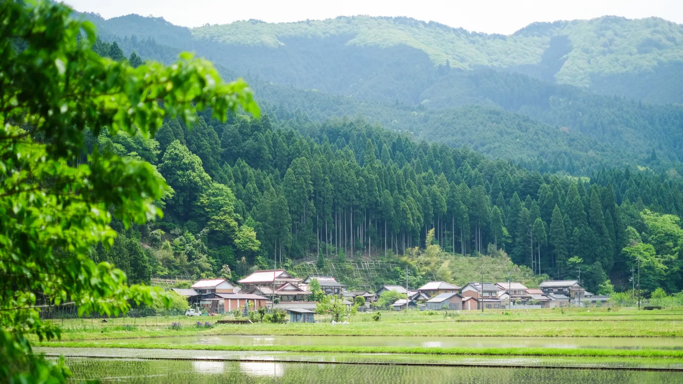 智頭町の山林でのフィールドワークの様子