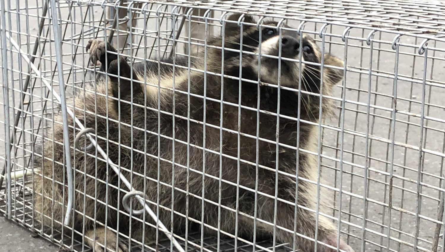 箱わなで捕獲されたアライグマ