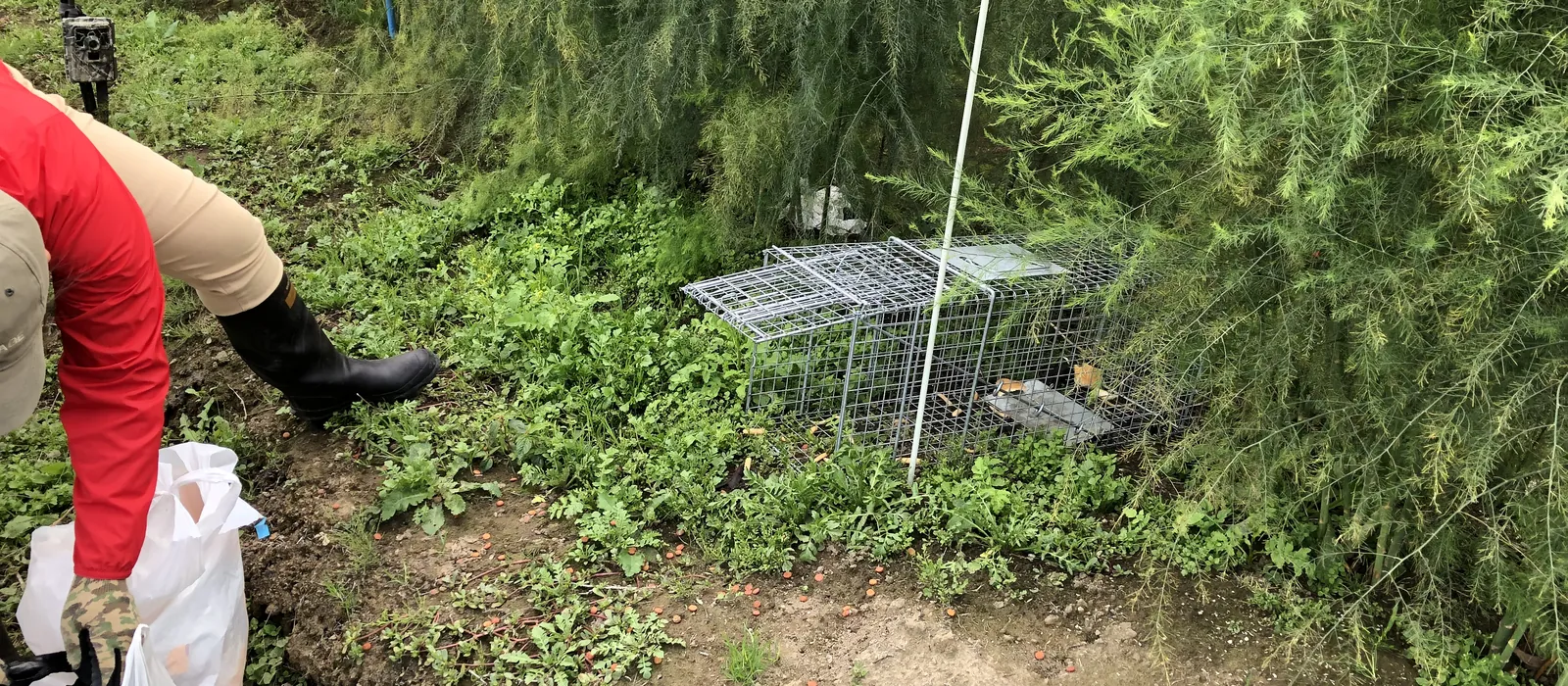 アスパラガス畑に設置された箱わな