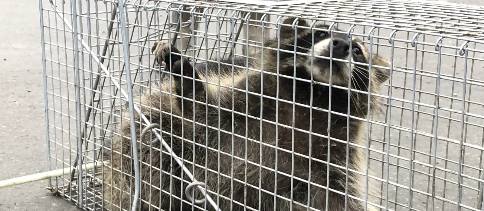 箱わなで捕獲されたアライグマ