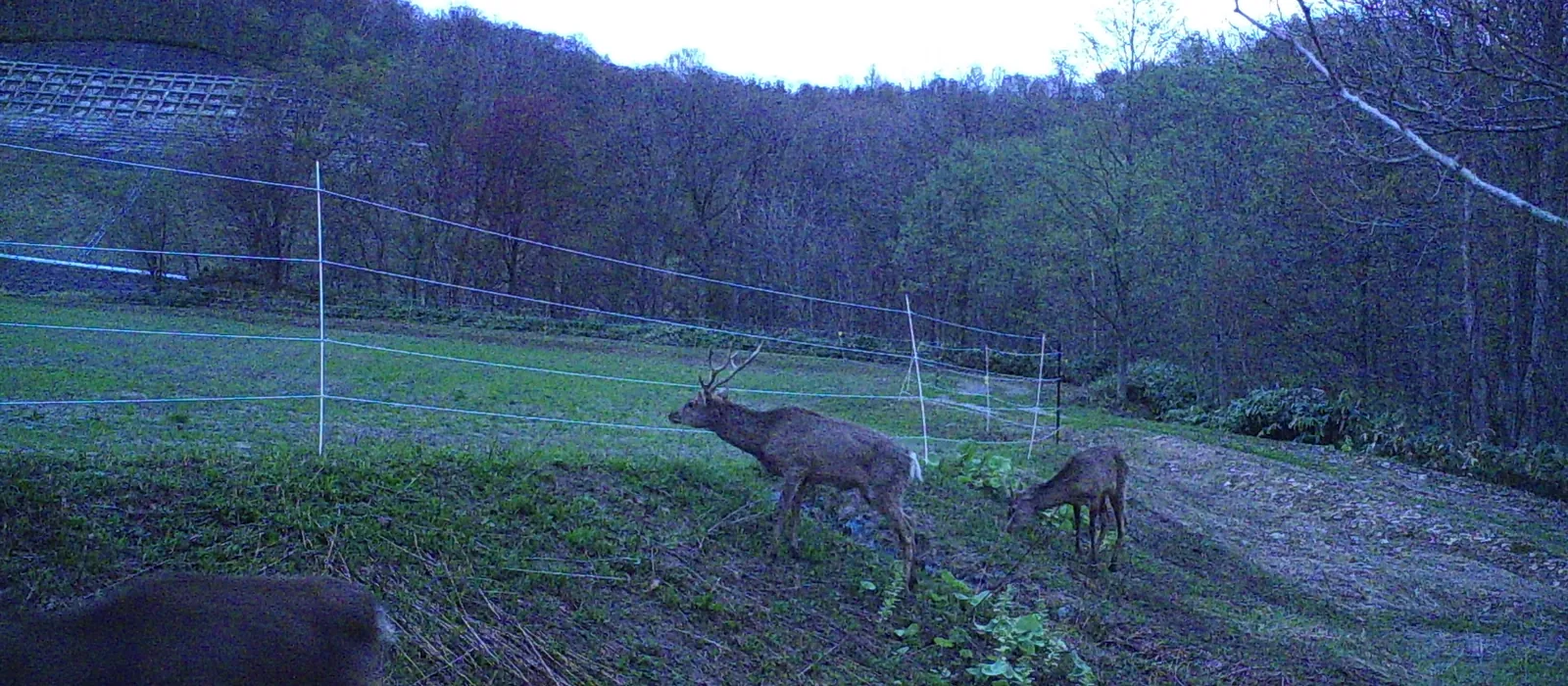 自動撮影カメラに写った電気柵とシカ
