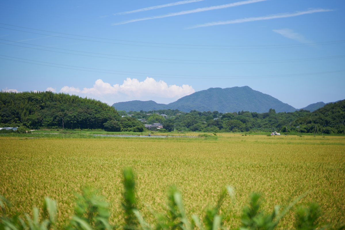 山あいに広がる稲穂の実った田園風景